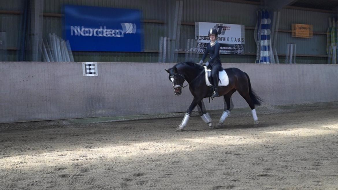 Dansk Varmblod Kronborgs Deco - HINGST billede 42