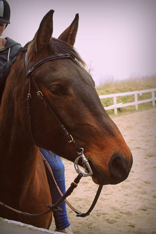 Anden særlig race Clint - 31/03-14 billede 4