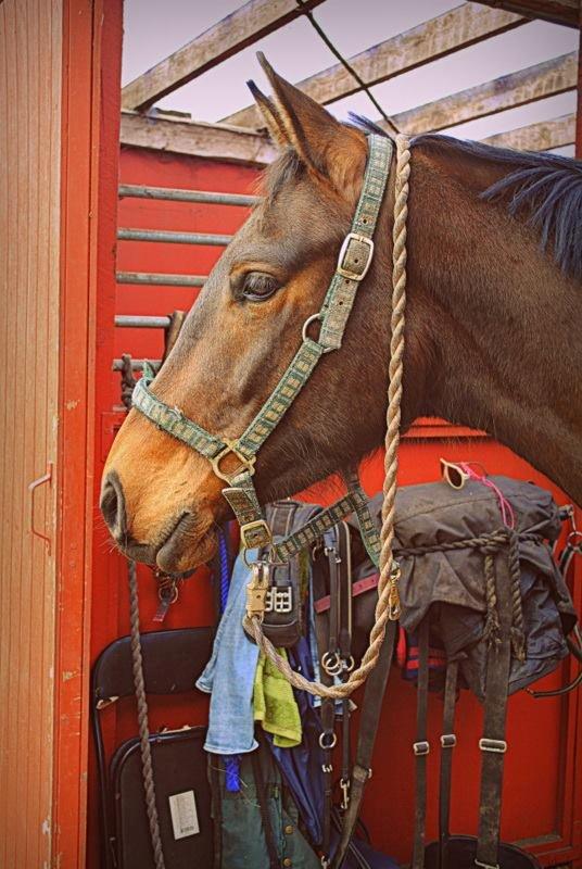 Anden særlig race Clint - 31/03-14 billede 1