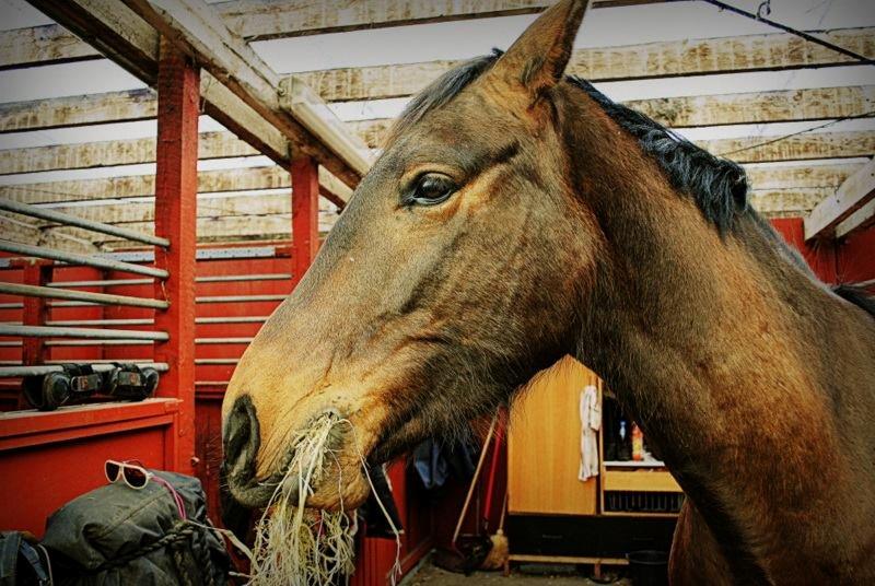 Anden særlig race Clint - 31/03-14 billede 3