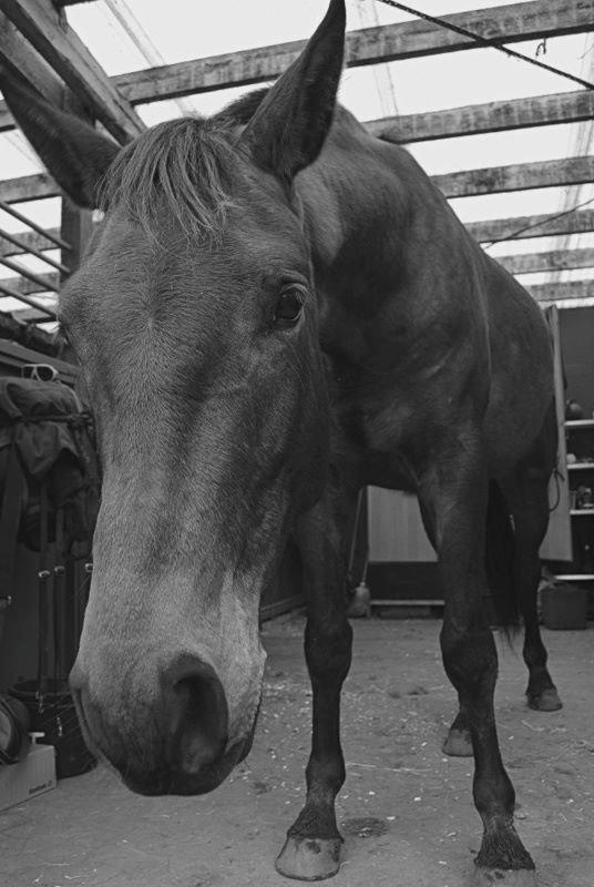 Anden særlig race Clint - 31/03-14 billede 11