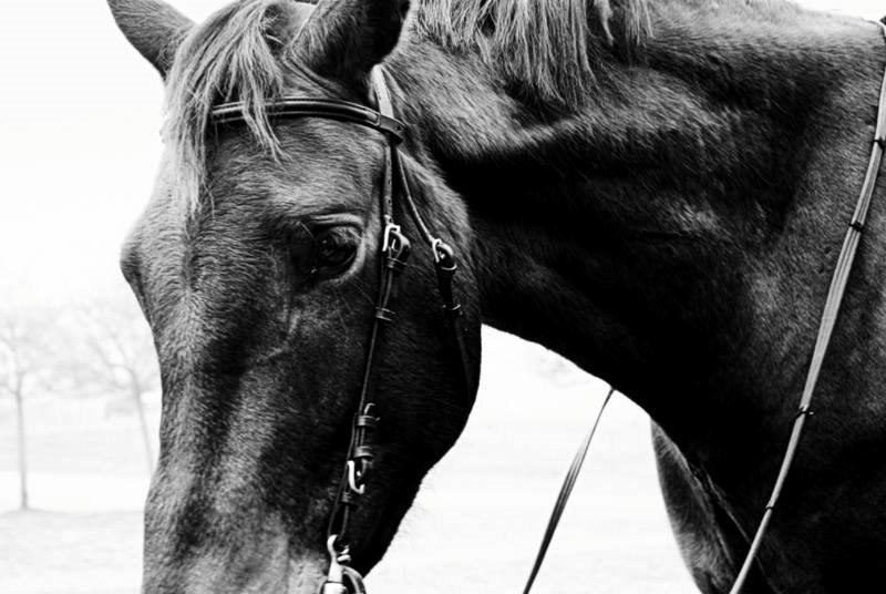 Anden særlig race Clint - 31/03-14 billede 10