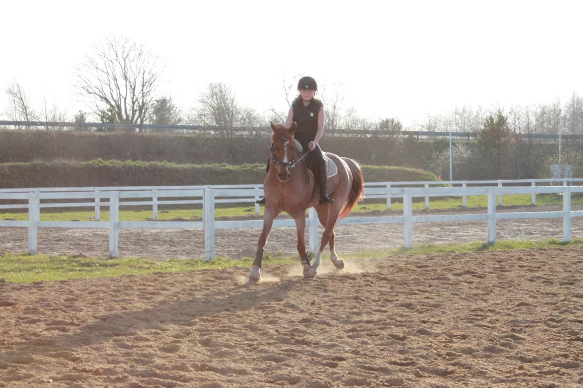 DSP Ll. sludekildes Faust billede 18