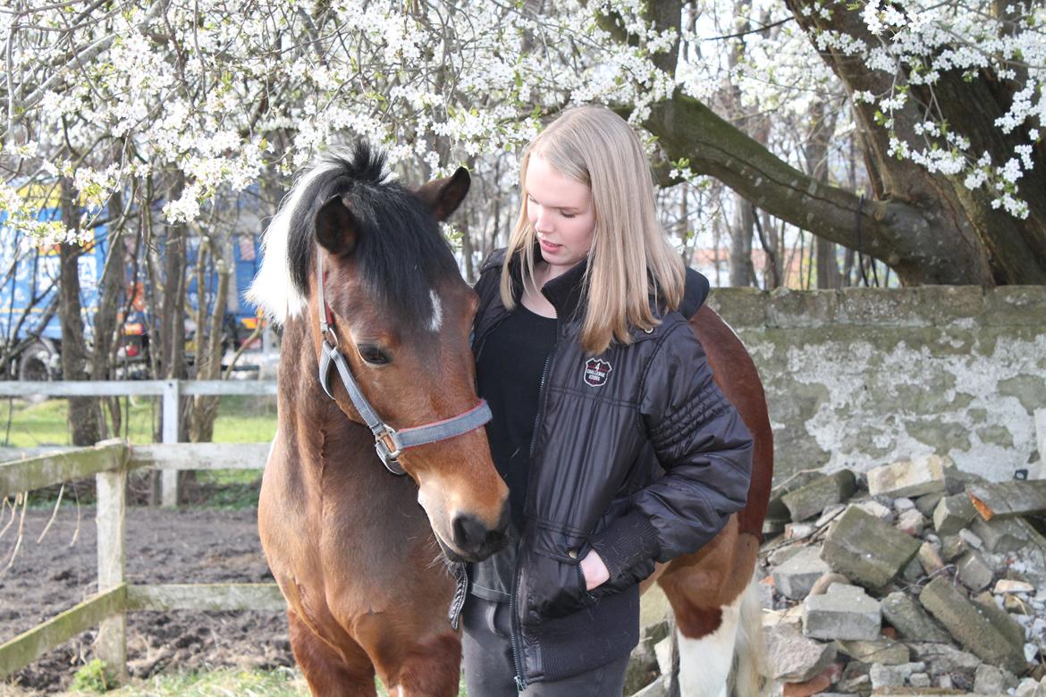 Anden særlig race Flicka [ELEVPONY] - Hygge d. 31.03.14 billede 1