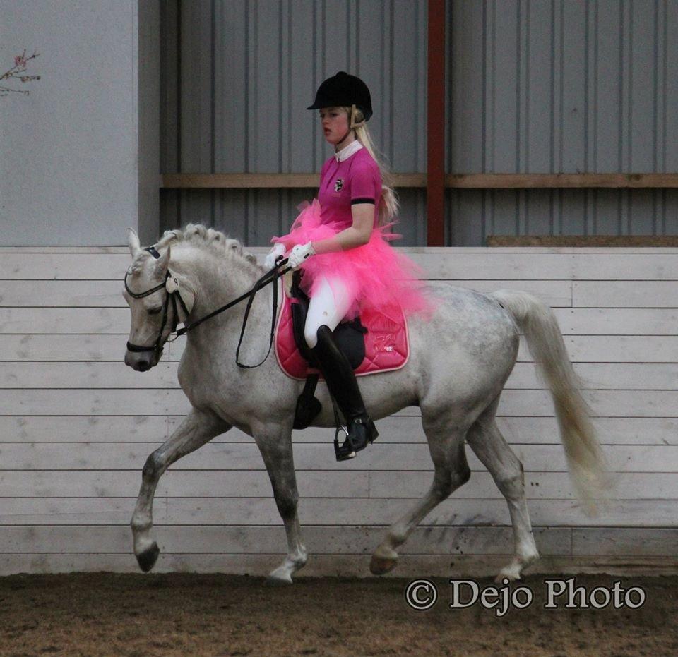 DSP Toftegaard's Hurricane SPH 182 <3 *A-Pony* - Hurri manden til Pony Hingste Show Sjælland 2014 - Klædt ud som Barbie <3 billede 18