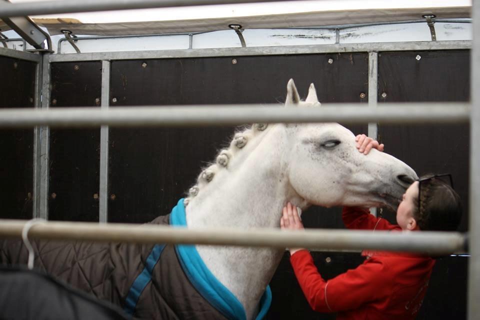 DSP Toftegaard's Hurricane SPH 182 <3 *A-Pony* - Hvad skulle jeg gøre uden dig? Jeg kan aldrig gøre gengæld for alt det som du har gjort for mig… <3 billede 2