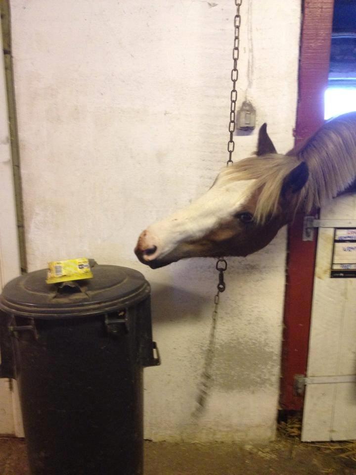 Anden særlig race Lac Lemon Lakriz ( soulmate) billede 20