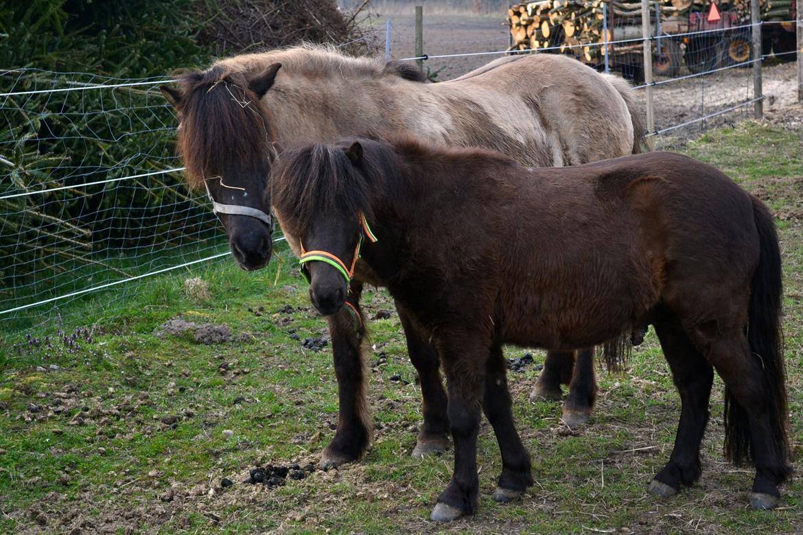 Anden særlig race Manse - d. 31/3-2014 - Manse og Ræna <3 billede 15