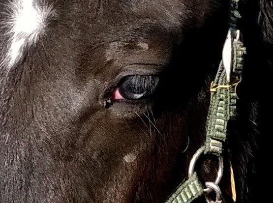 Dansk Varmblod Sundhøjs Duke (Duggie) billede 16