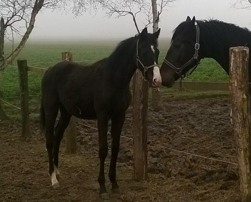Dansk Varmblod Sundhøjs Duke (Duggie) billede 14