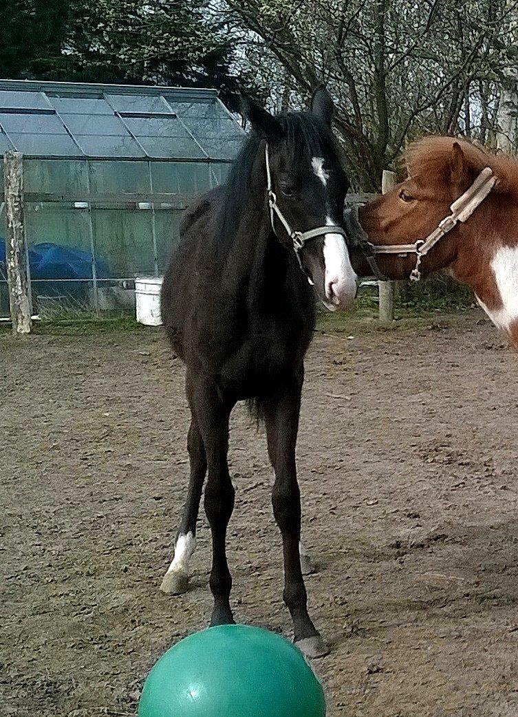 Dansk Varmblod Sundhøjs Duke (Duggie) billede 15