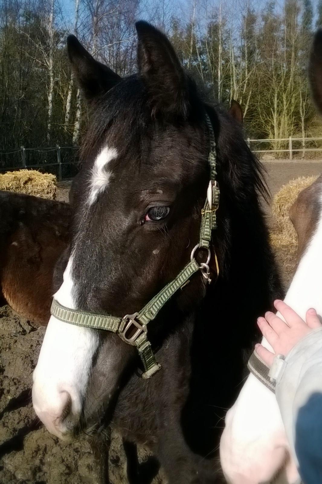 Dansk Varmblod Sundhøjs Duke (Duggie) billede 11