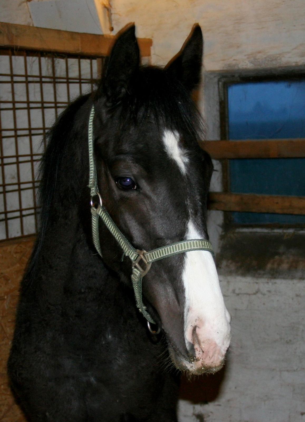 Dansk Varmblod Sundhøjs Duke (Duggie) billede 10