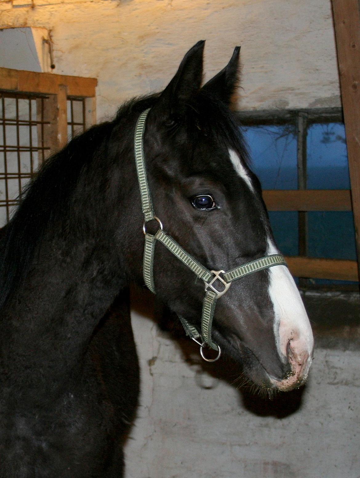 Dansk Varmblod Sundhøjs Duke (Duggie) billede 17