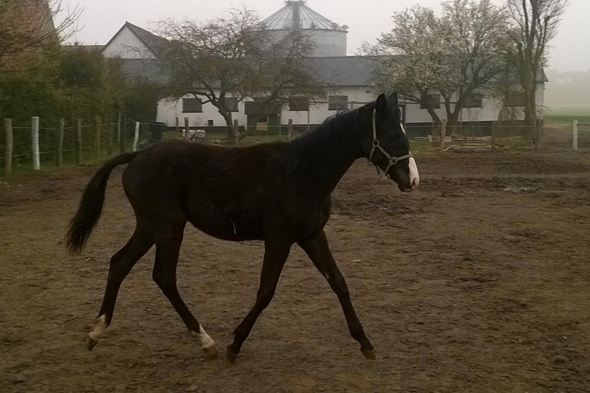 Dansk Varmblod Sundhøjs Duke (Duggie) billede 12