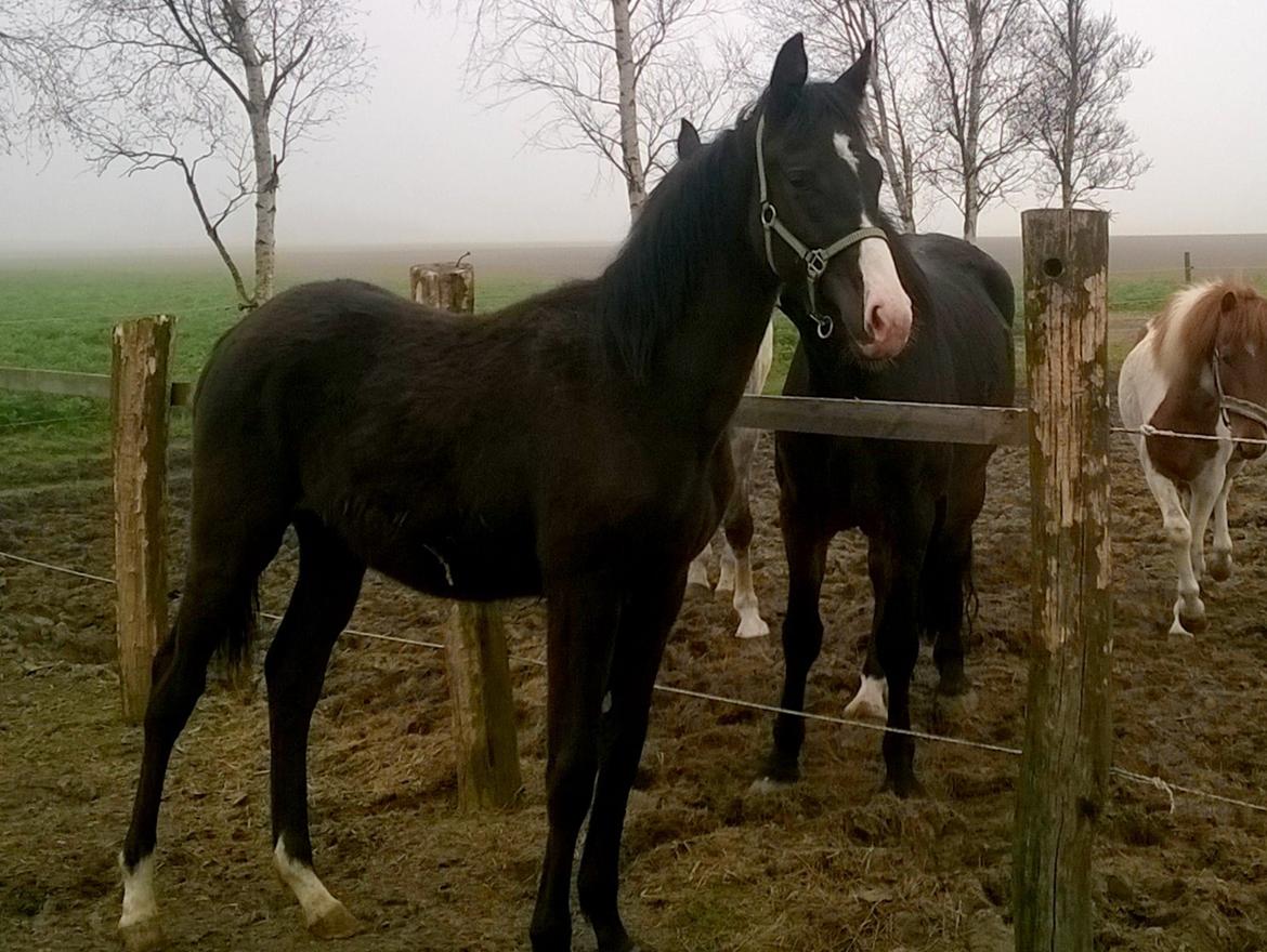 Dansk Varmblod Sundhøjs Duke (Duggie) billede 13