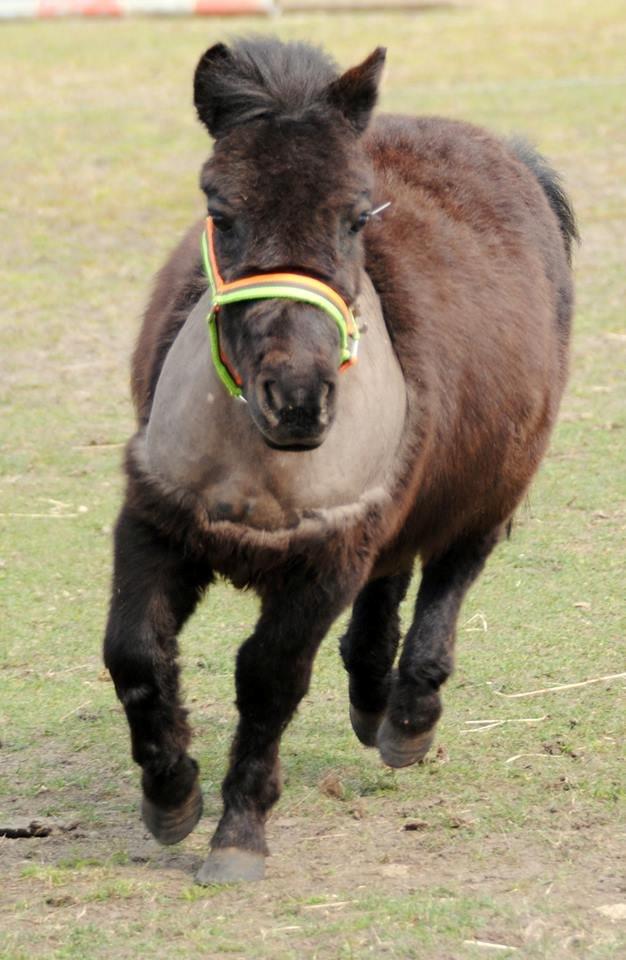 Shetlænder Prins Kastro Lillepurk - ingen kan modstå min charme!<3 billede 8