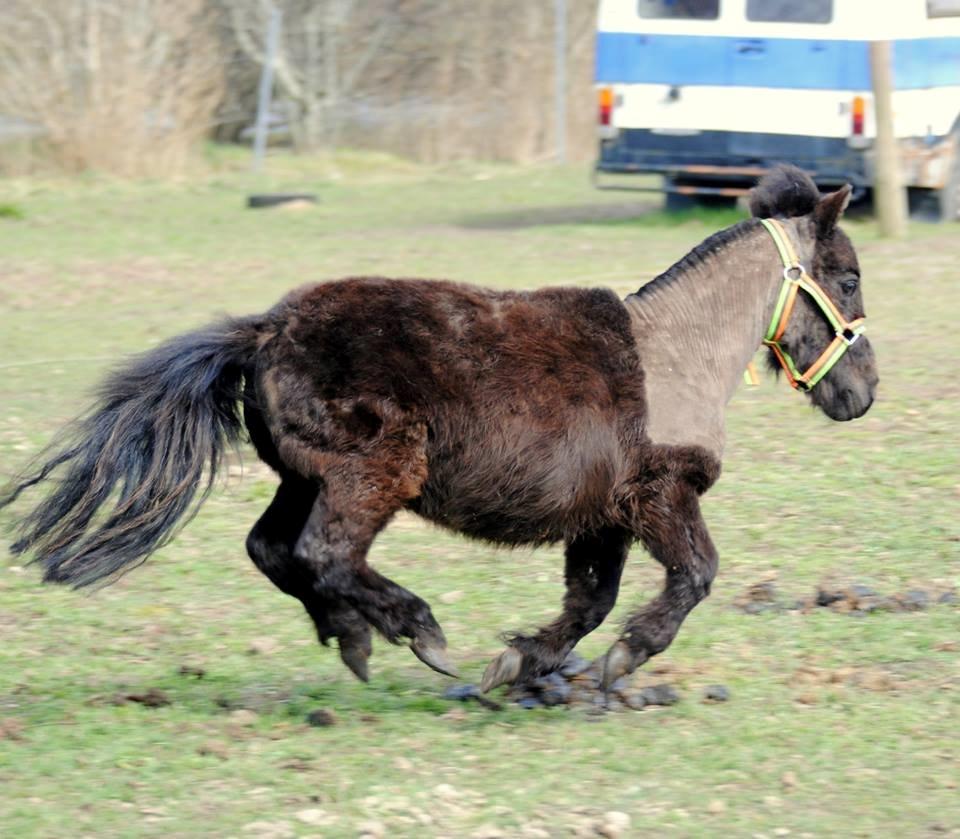 Shetlænder Prins Kastro Lillepurk - Speedwaaay!xD billede 12