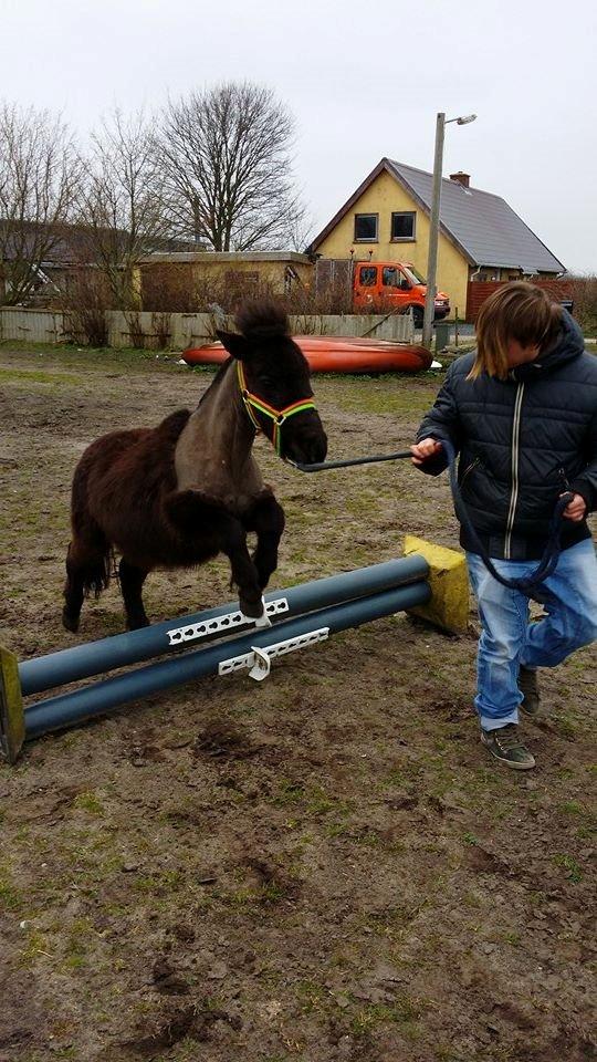 Shetlænder Prins Kastro Lillepurk - hoooop xD billede 16