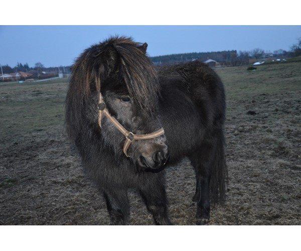 Islænder Blængur fra Hindø billede 1