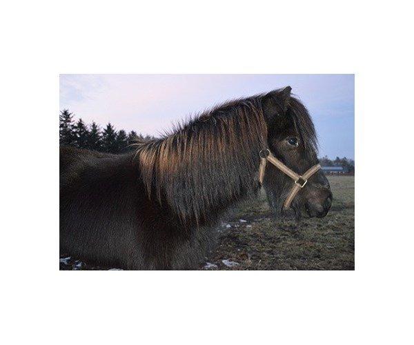 Islænder Blængur fra Hindø billede 2