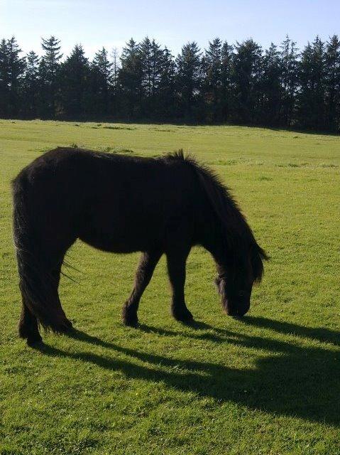 Islænder Blængur fra Hindø billede 3