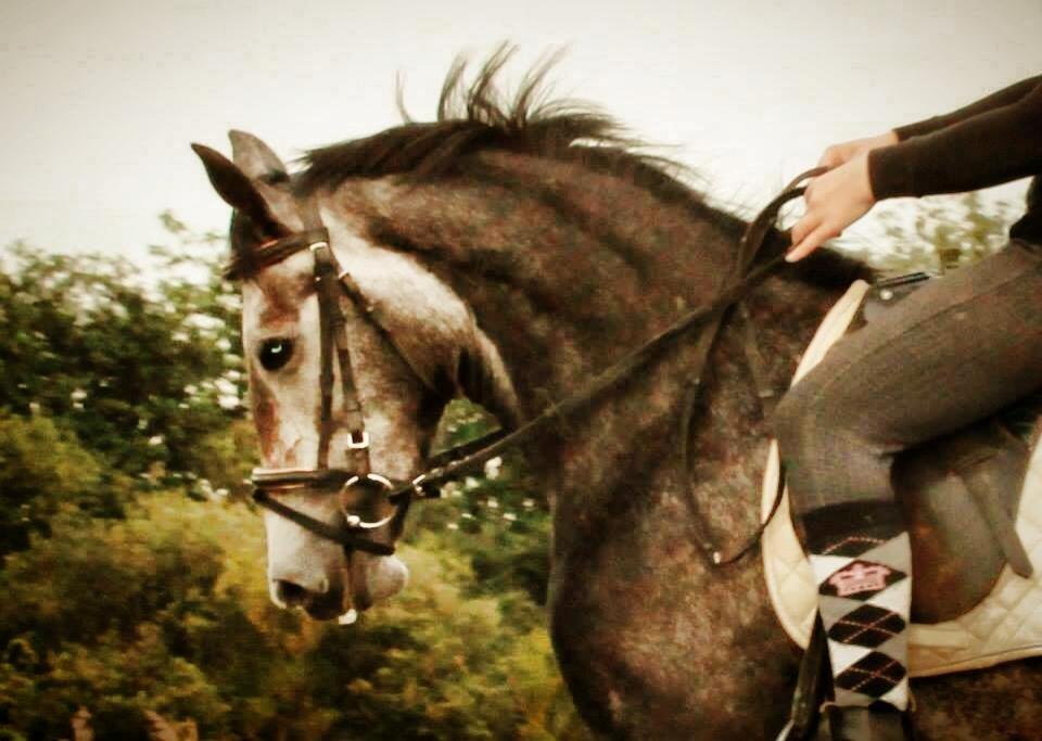 Anden særlig race Grønvangs Jocelynn |Joey| [Solgt] billede 4