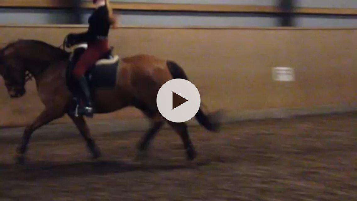 DSP Tofts Gambler - Billedet er taget ud fra video billede 12