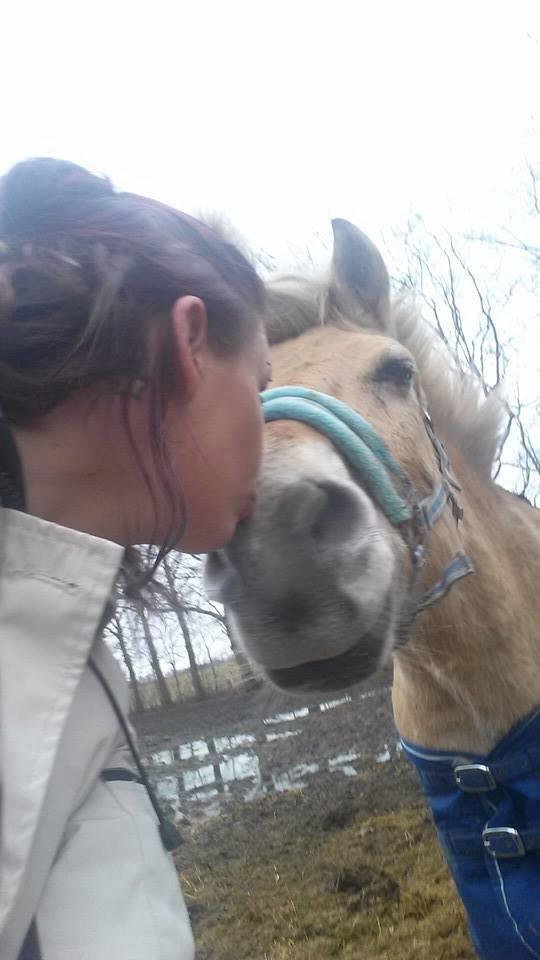 Fjordhest .william - (nyt) kærlighed  billede 46
