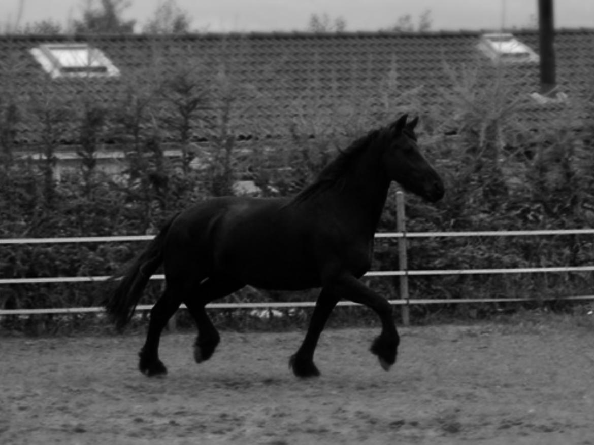 Frieser Mynthe - ballade på folden billede 1