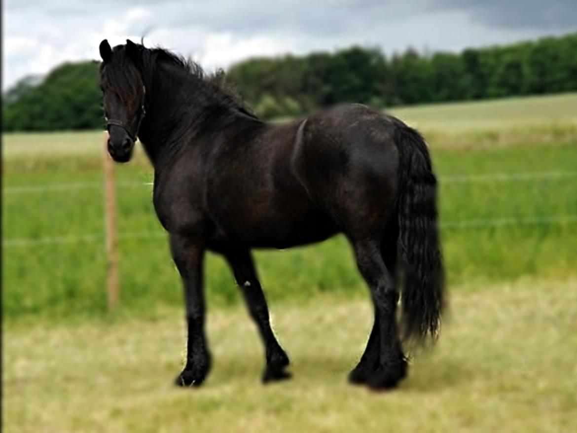 Frieser Mynthe - smuksak billede 2