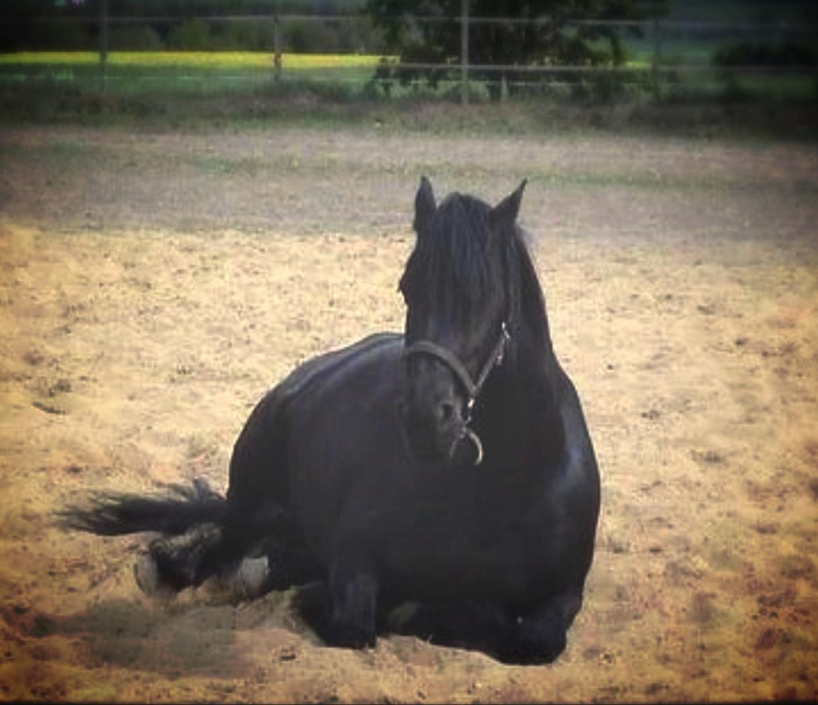 Frieser Mynthe - Ligge ned på banen billede 3