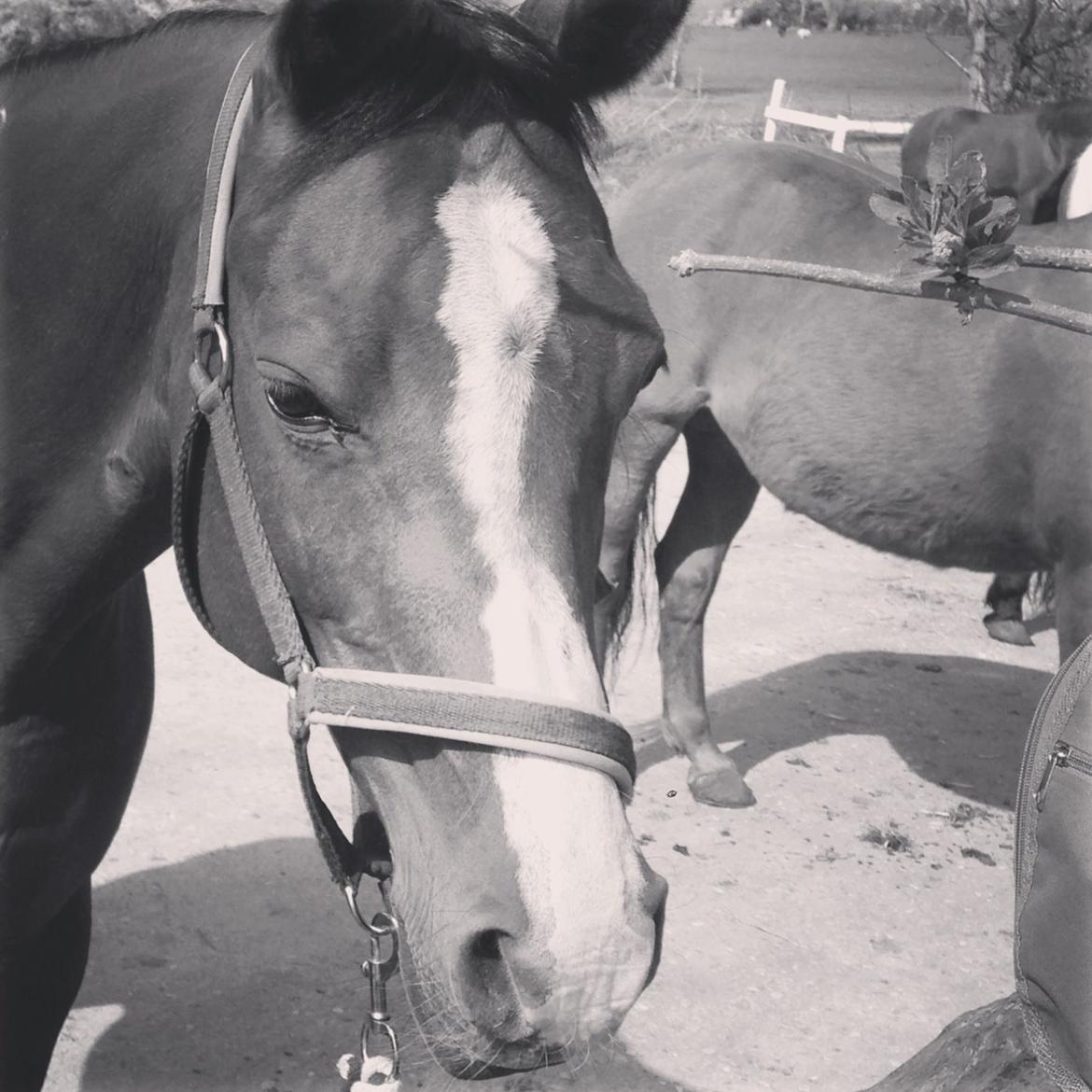 Arabisk fuldblod (OX) Ghana VSR - Smuksak <3 c: billede 13