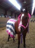 Arabisk fuldblod (OX) Ghana VSR - Her er prutten klædt ud som prinsesse :3 billede 14