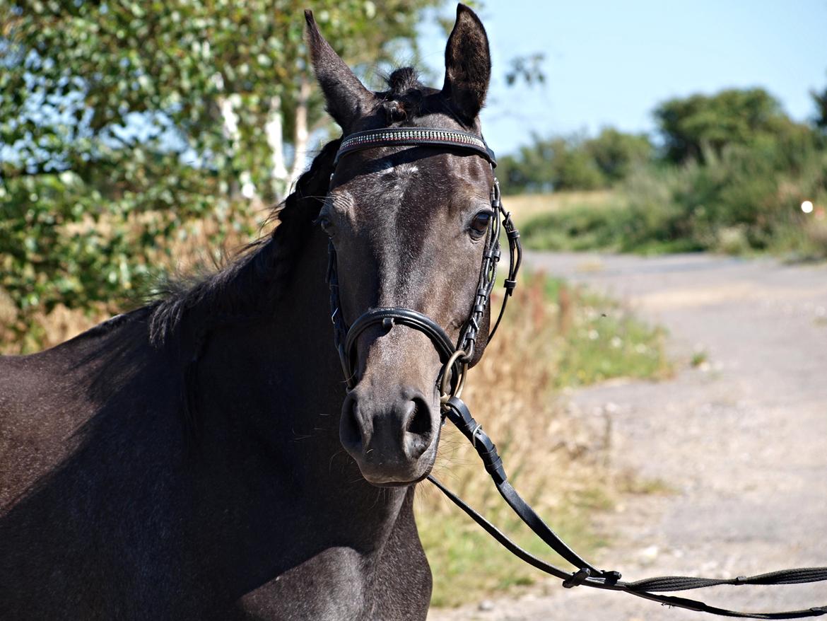 Anden særlig race Risk - 2. 27/7-12 Anden gang med hovedtøj, hun er bare blevet så flot en plag :-) billede 4