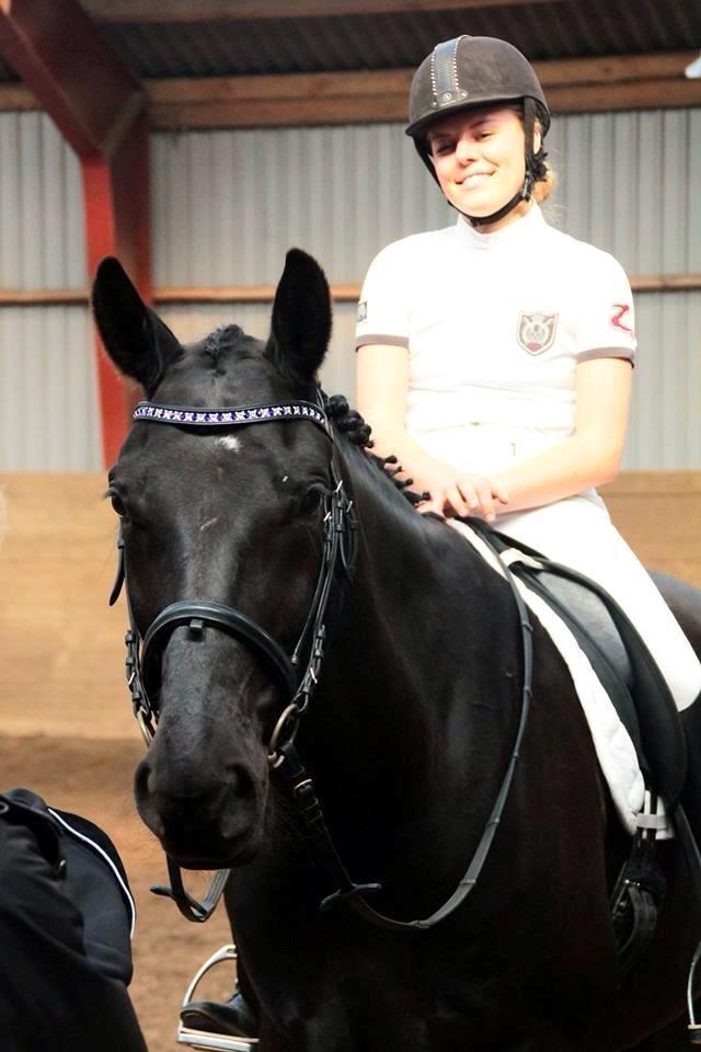 Dansk Varmblod Bornhøfts Black Luc billede 19