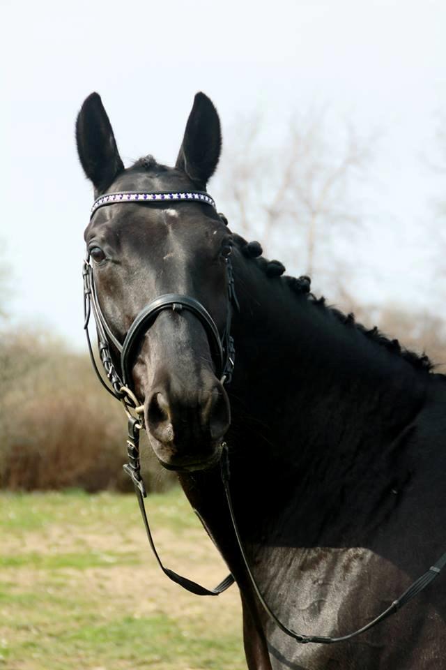 Dansk Varmblod Bornhøfts Black Luc - Min smukke hest <3 Dette skønne billede er taget af: Ilona Baunkjær.  billede 1