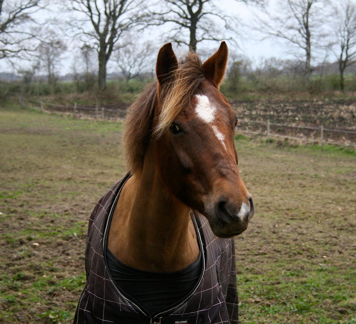 New Forest Freja billede 11