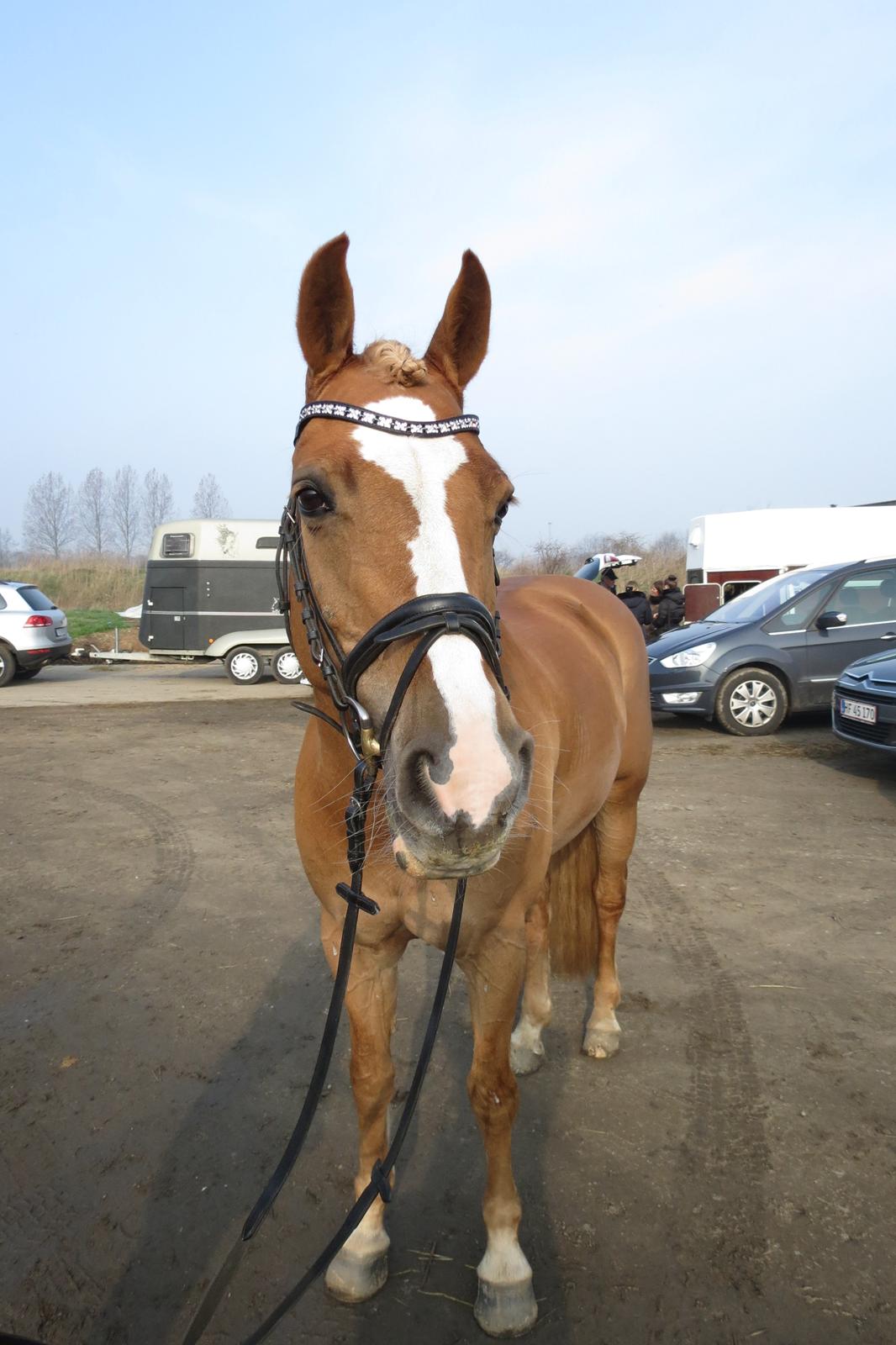 DSP Flika B-pony - Flika med hendes flotte pandebånd fra Dwinther billede 10