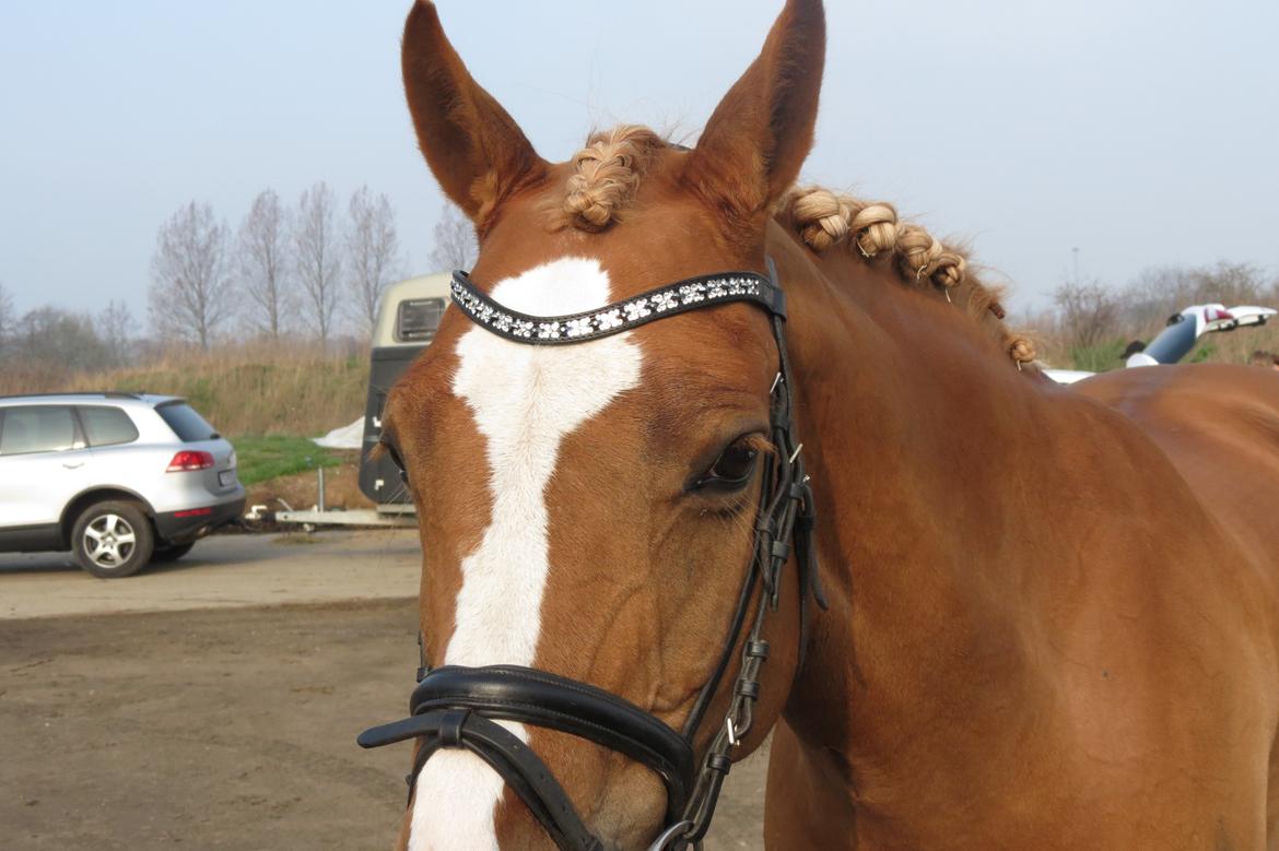 DSP Flika B-pony - Pandebånd fra Dwinther http://www.bricksite.com/Dwinther/galleri billede 11