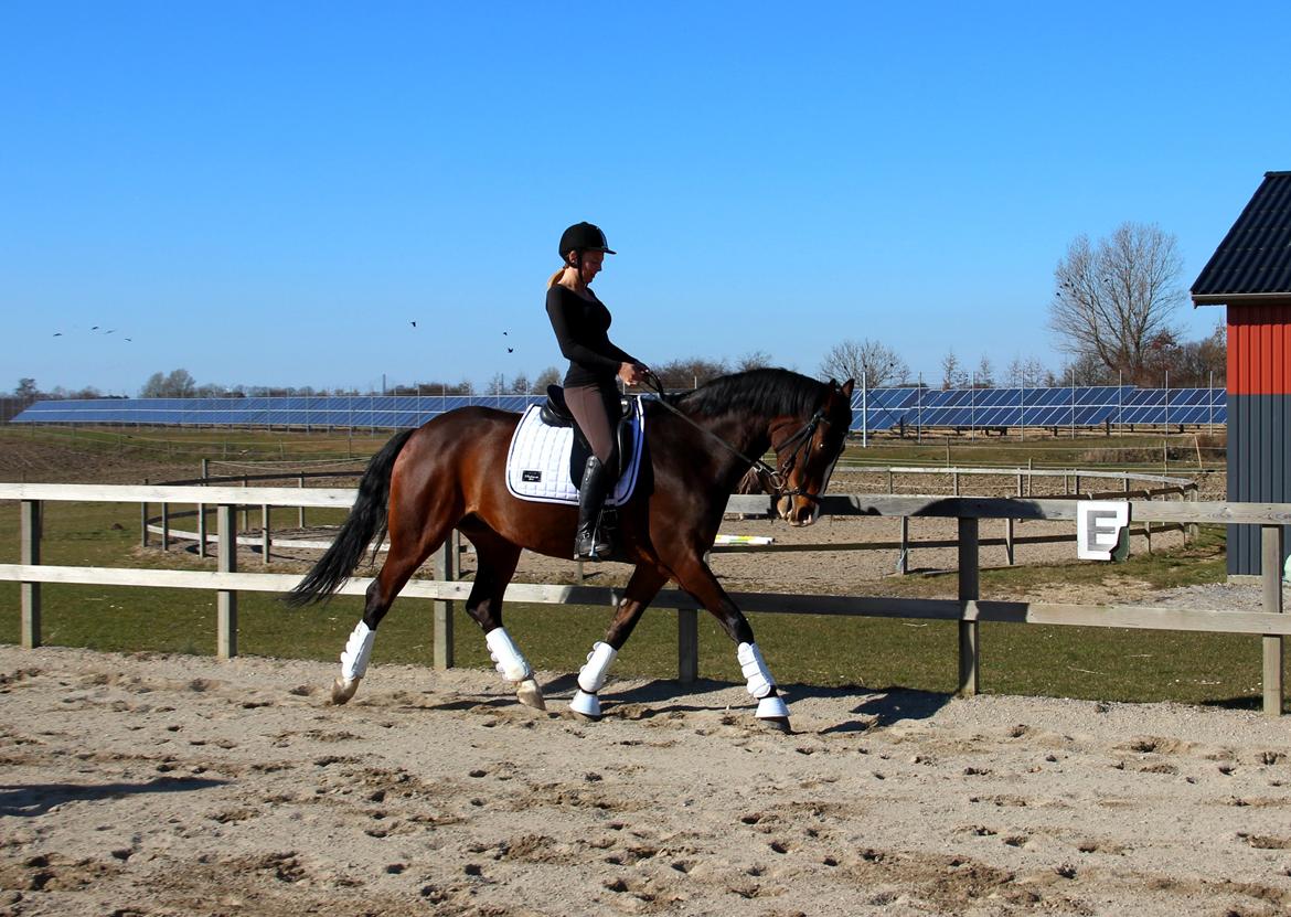 Dansk Varmblod Frydenssangs Altesse billede 3