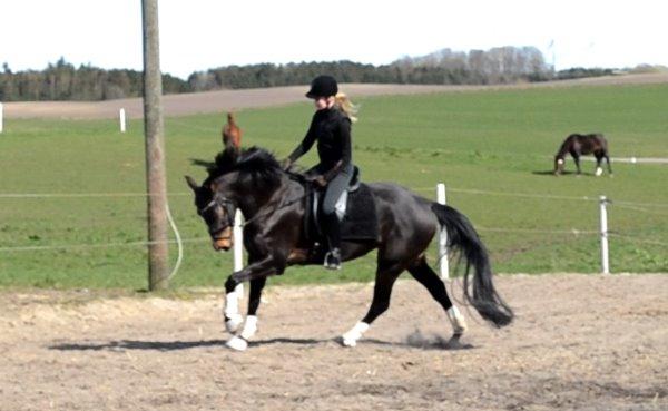 Dansk Varmblod / Sportspony   November Surprise - Novi d. 1 april billede 2