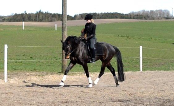 Dansk Varmblod / Sportspony   November Surprise - Novi D. 1 April billede 1