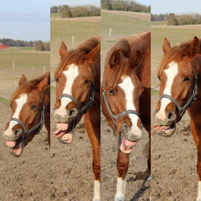 DSP Nørretelling's Ballou - Ahahaha grimme dyr! :D - Foto: Mig billede 7