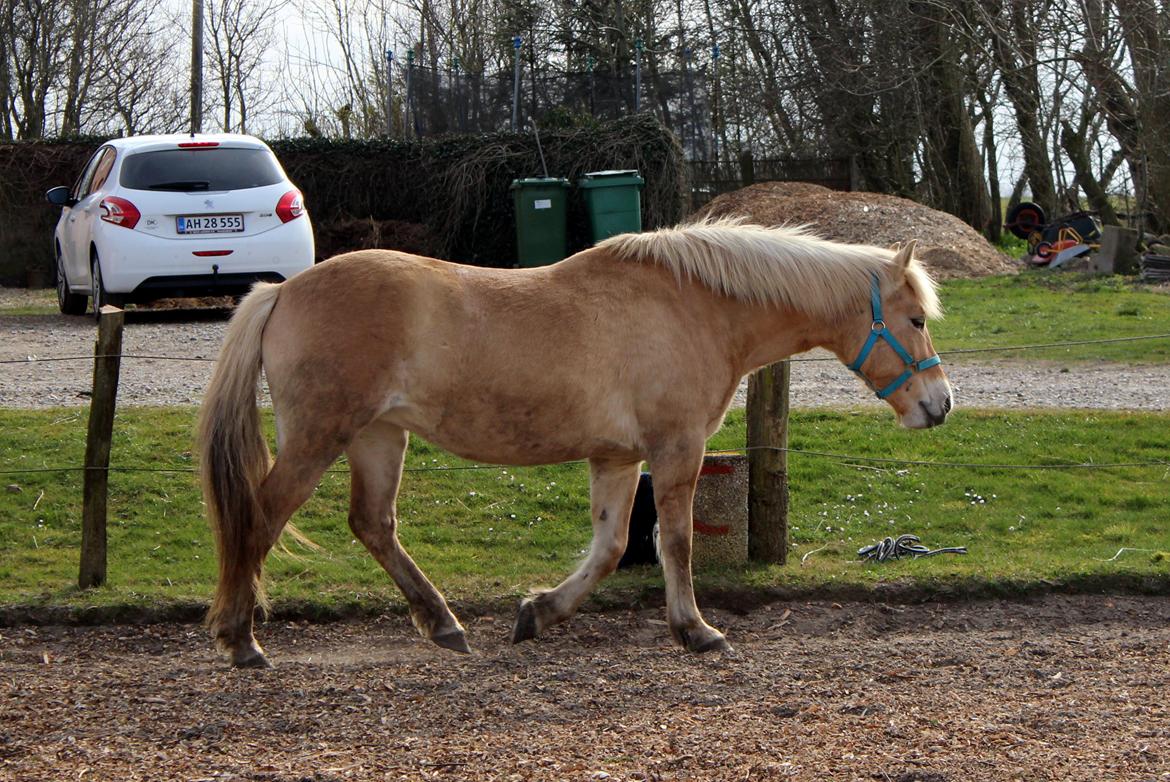 Fjordhest Stella billede 6