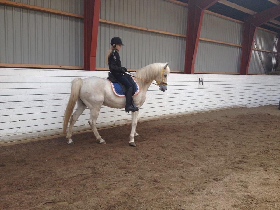 Anden særlig race Turgon - Første ridetur hos mig billede 5