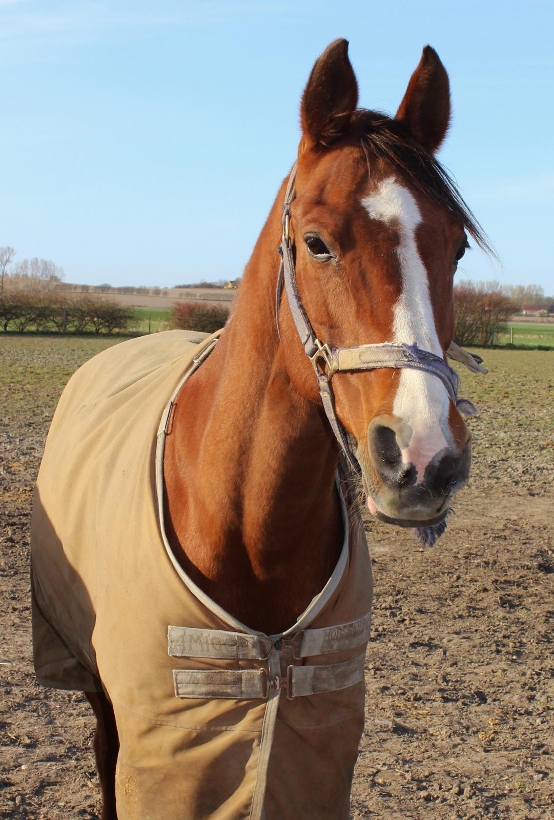 Arabisk fuldblod (OX) Grafik billede 14