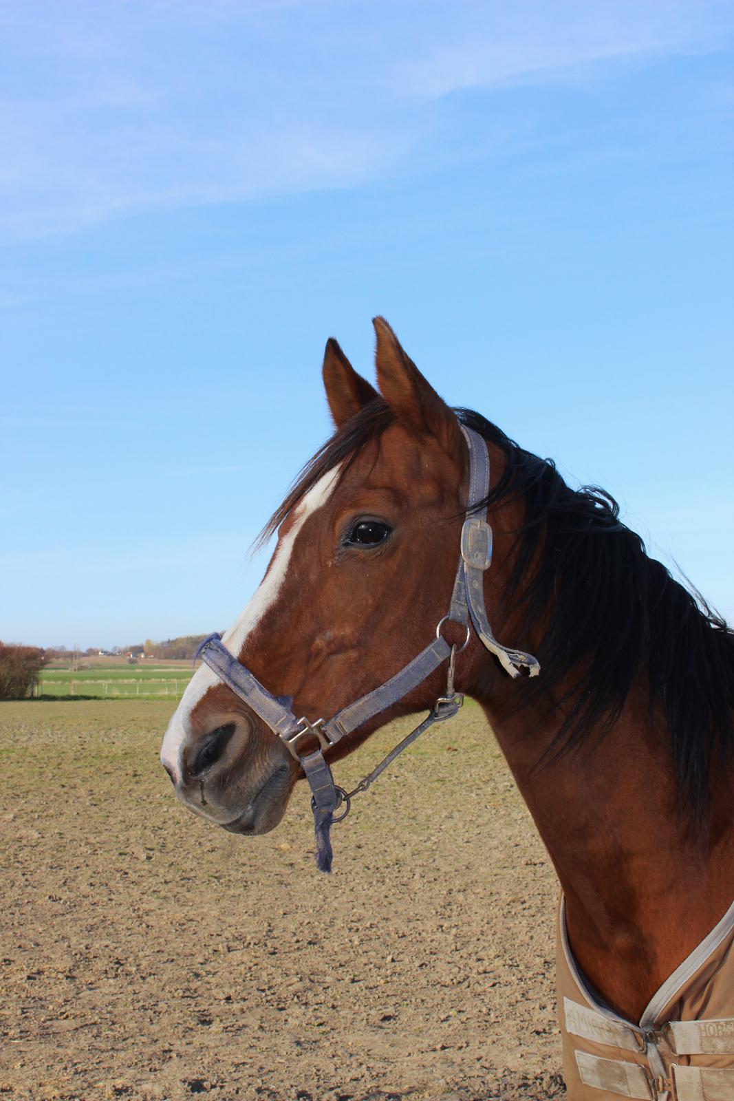 Arabisk fuldblod (OX) Grafik billede 15