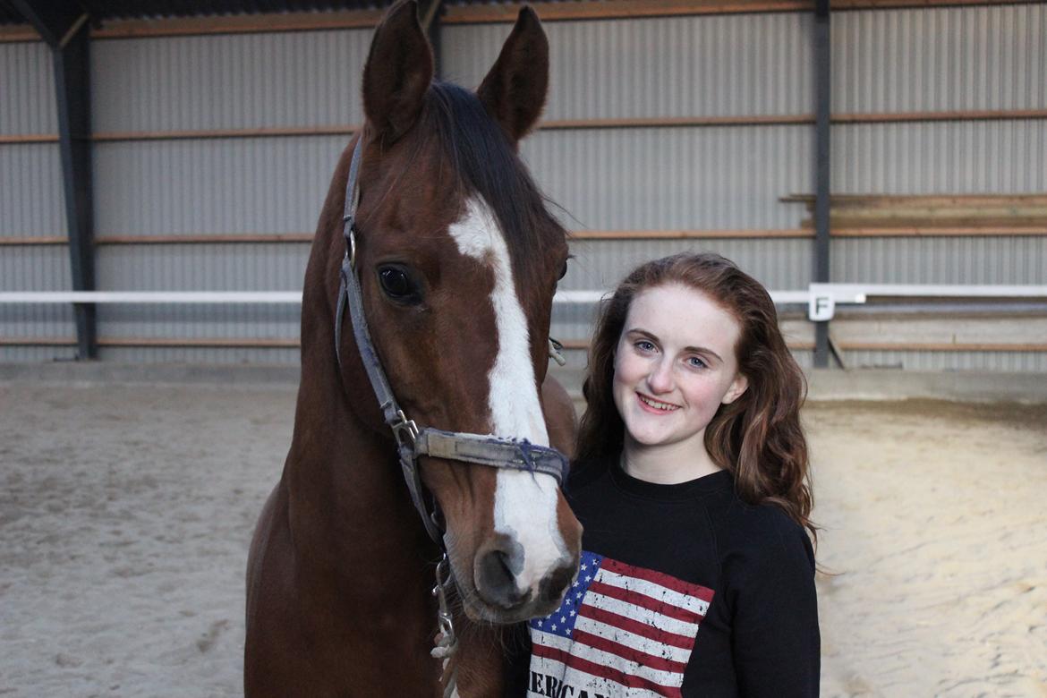 Arabisk fuldblod (OX) Grafik billede 8