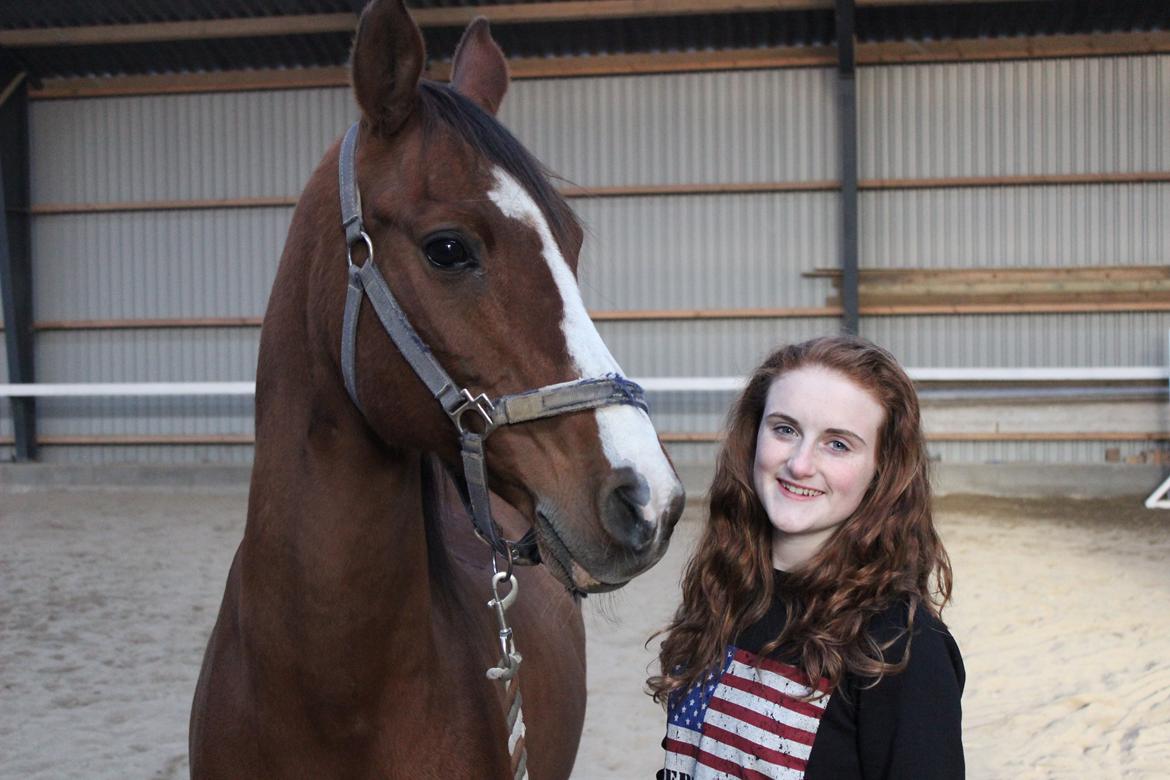 Arabisk fuldblod (OX) Grafik billede 11